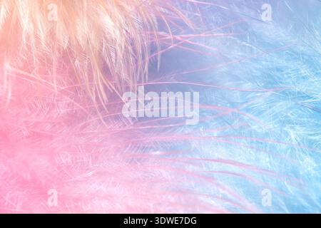 Soft and dreamy pastel feather background blending soothing pink and blue hues. This delicate texture creates a serene and ethereal atmosphere, perfec Stock Photo