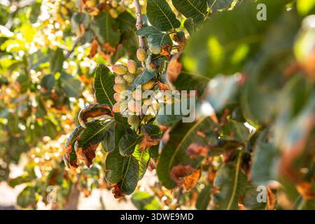 Close-up of pistachio clusters growing on a healthy tree branch in a sunlit orchard. The ripe nuts are surrounded by lush green leaves, highlighting s Stock Photo