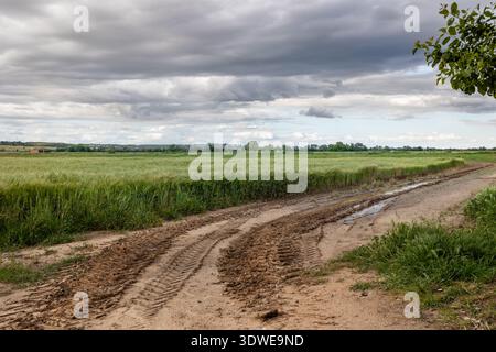 Tractor tracks cut through a wet, lush green field under moody gray clouds. The rural landscape captures the essence of farmland after rain, emphasizi Stock Photo