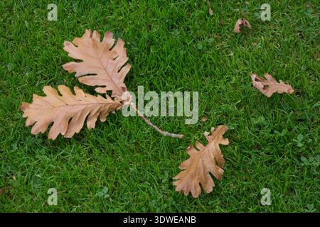 Dead oak leaves fallen onto grass lawn Stock Photo