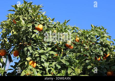 Oranges on an orange tree, in spring, city of Granada, Andalusia, Spain Stock Photo