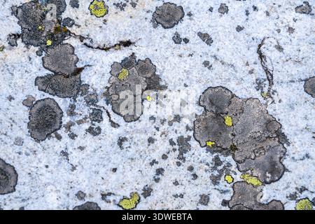 Close-up of lichen formations on a rock surface in the French Pyrenees, showcasing intricate textures and patterns, with patches of yellow and grey on Stock Photo