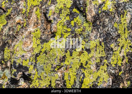 Close-up of vibrant green and yellow lichen on a rugged rock surface in the French Pyrenees, showcasing the intricate textures and natural patterns cr Stock Photo