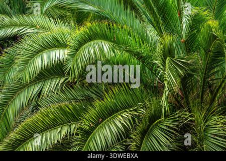 A vibrant display of lush, green palm fronds creates a dense and tropical atmosphere. This image captures the natural beauty and texture of palm leave Stock Photo