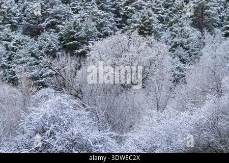 A tranquil winter forest scene featuring snow-covered trees and frozen vegetation. The frosty branches and lush evergreen canopy create a picturesque Stock Photo