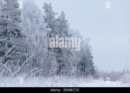 A serene winter landscape featuring snow-covered trees in a quiet forest. The frosty branches and pristine white ground create a peaceful and calm out Stock Photo