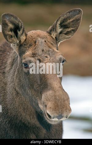 Close-up of cow moose (Alces alces) in the Bavarian Forest National Park, Bayerischer Wald, Bavaria, Germany Stock Photo