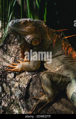 A green iguana comfortably rests on a tree branch, soaking up the warm sunlight. Its scales, vivid in green and brown hues, create a striking pattern Stock Photo