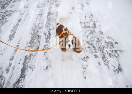 A Cavalier King Charles Spaniel joyfully walks on a snowy path during winter. The fluffy dog, wearing an orange harness, contrasts beautifully with th Stock Photo
