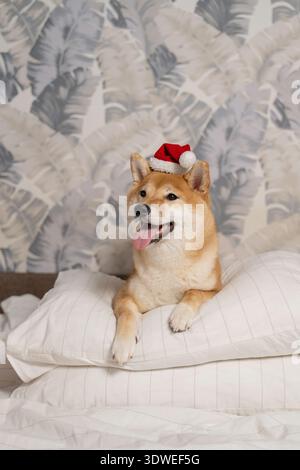 A cute Shiba Inu wearing a red Santa hat relaxes on soft, white pillows. The festive atmosphere and cozy setting capture the joyful spirit of the holi Stock Photo