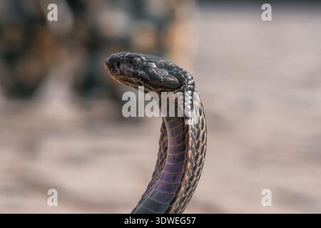 Close-up shot of a cobra snake with intricate scale patterns and intense eyes, showcasing the beauty and elegance of its natural habitat. The backgrou Stock Photo