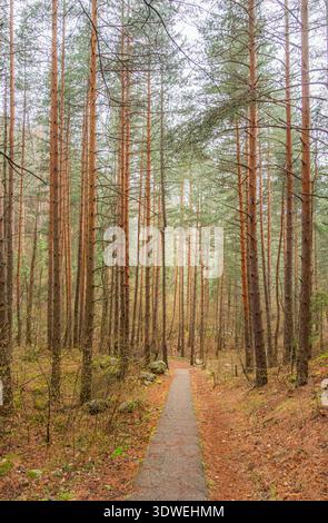 A serene forest path lined with tall pine trees in Bulgaria during spring. Sunlight filters gently through the canopy, casting soft shadows on the lus Stock Photo