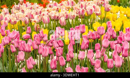 A stunning array of pink, yellow, and white tulips bloom vibrantly in a sunlit garden, showcasing the beauty of spring with their colorful petals and Stock Photo