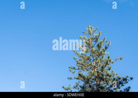A towering pine tree stands majestically against a clear blue sky, capturing the essence of an urban forest in Barcelona, seamlessly connecting nature Stock Photo