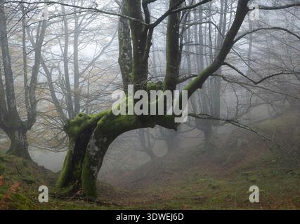 Enigmatic, mist-covered trees in Belaustegui Forest create a mystical, tranquil scene. Moss-covered trunks branch into the fog, evoking serenity and n Stock Photo