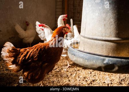 A group of chickens, including brown and white hens, gather around a metal feeder in a farm setting. Sunlight filters in, highlighting the natural sce Stock Photo