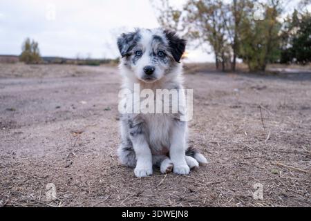 An adorable Border Collie puppy sits attentively on a dry field, surrounded by a tranquil natural landscape with trees in the background. The setting Stock Photo