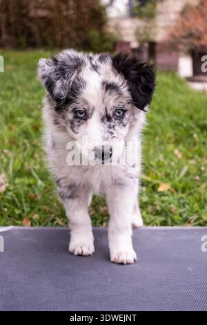 Adorable Border Collie puppy with striking black and white markings explores the outdoors. Standing on grass, its attentive gaze and playful stance ca Stock Photo