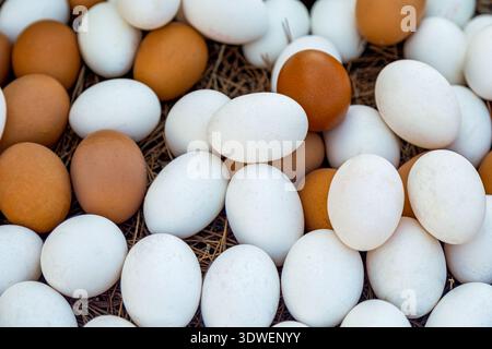 A collection of fresh brown and white eggs resting on a straw nest. The eggs vary in color, creating a natural and organic appearance, symbolizing far Stock Photo