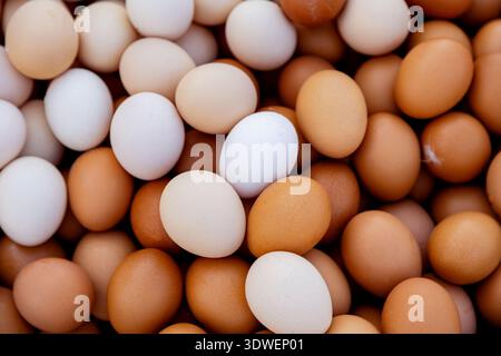 A close-up shot of assorted brown and white eggs showcases their natural colors and smooth textures. The variety of shades highlights the simplicity a Stock Photo