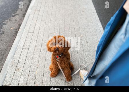 A woman stands on a city sidewalk next to her curly-haired brown dog. The dog looks up while sitting in front of her, wearing a colorful collar and at Stock Photo
