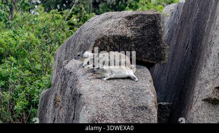 A group of rock hyraxes, or Procavia capensis, bask on sunlit rocks amidst lush greenery in the Serengeti, showcasing their unique behavior and habita Stock Photo