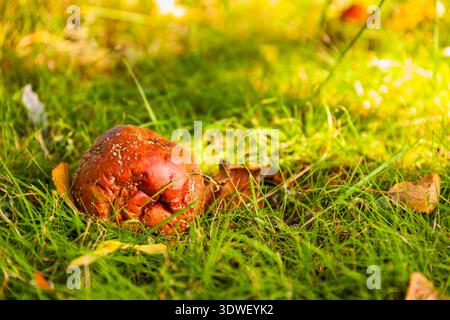 A decaying apple rests on a patch of green grass with scattered dry leaves, symbolizing natural decomposition, autumn, and the life cycle of organic m Stock Photo