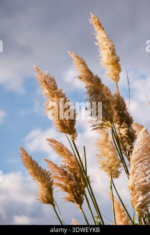 Tall golden pampas grass elegantly sways in the breeze against a vibrant blue sky with soft, scattered clouds, capturing a serene and natural rural la Stock Photo