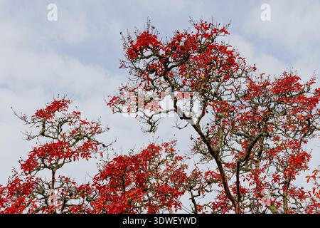 A striking image of tree branches adorned with vibrant red leaves, contrasting beautifully against a clear blue sky. The scene captures the essence of Stock Photo
