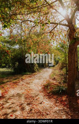 A serene dirt path winds through an autumn forest, dappled with sunlight filtering through the trees. Leaves in shades of red and orange gently cover Stock Photo