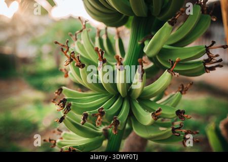Close-up of a cluster of unripe green bananas growing on a tree in Nha Trang, Khanh Hoa Province, Vietnam. The tropical setting enhances the lush gree Stock Photo