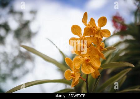 A vibrant yellow orchid blooms under the clear blue sky in Nha Trang, Khanh Hoa Province, Vietnam, showcasing the natural beauty and diversity of the Stock Photo
