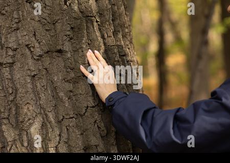 A close-up of a woman's hand gently placed on a tree trunk, set in a peaceful park during autumn. The image captures the rich textures of the bark and Stock Photo