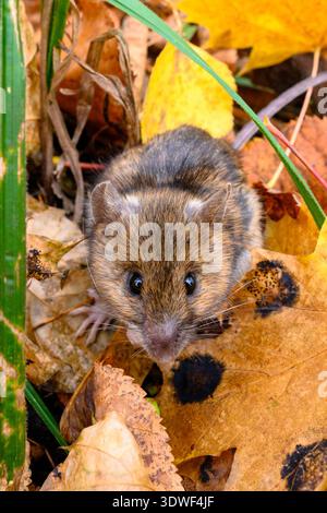 the-striped-field-mouse-