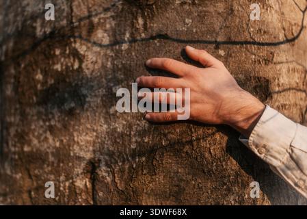 Mans Hand Touching Textured Bark of tree Stock Photo
