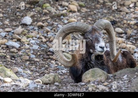 Mouflon ram with large horns lying on stony ground in a wildlife enclosure Stock Photo