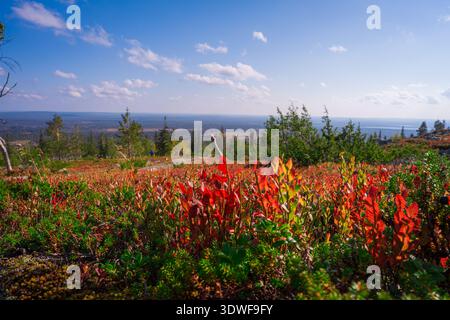 Breathtaking panoramic view of the Arctic landscape in Finnish Lapland during the vibrant autumn season, Pallas-Yllästunturi National Park, Finland. Stock Photo