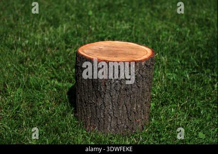 The remaining tree trunks are cut down to be used as chairs in the park.Oak tree trunk sawn in parts lying together on the grass. Deforestation and cl Stock Photo