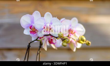 Close up view of a beautiful purple orchid plant Stock Photo
