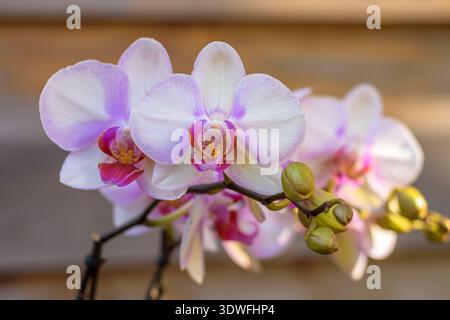 Close up view of a beautiful purple orchid plant Stock Photo