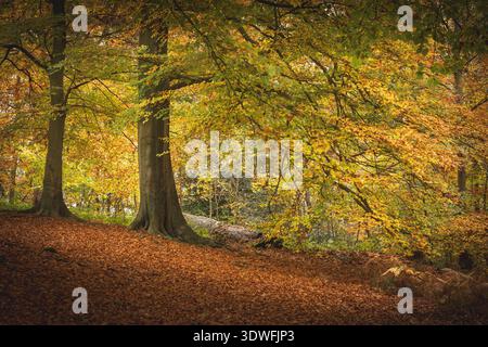 Magnificent Beech Tree in Autumn, South Hill Park, Bracknell, Berkshire Landscape Crop Stock Photo