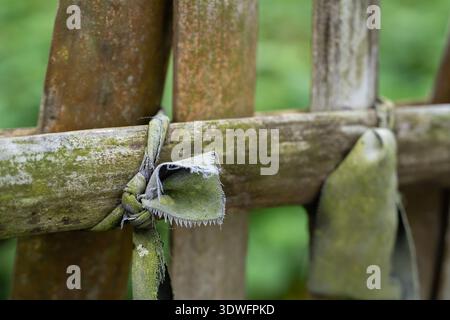 Bamboo fence horizontal and vertical pieces tied with green cloth Stock Photo