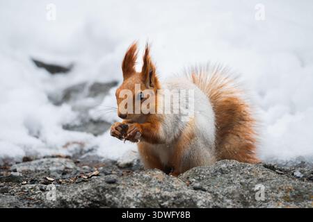 A close-up of a squirrel in a snowy environment in Kyrgyzstan, capturing its vibrant fur against the stark white background. The image highlights the Stock Photo