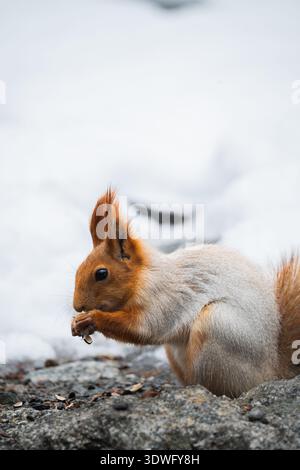 A red squirrel nibbles on a seed amidst the snowy landscape of Kyrgyzstan. Its vibrant fur contrasts beautifully with the white snow, capturing a sere Stock Photo