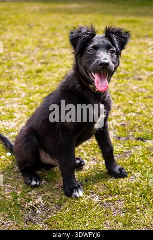 A lively border collie puppy sits happily on the grass, tongue out and eyes bright. Perfect image for pet care, dog-friendly content, or illustrating Stock Photo