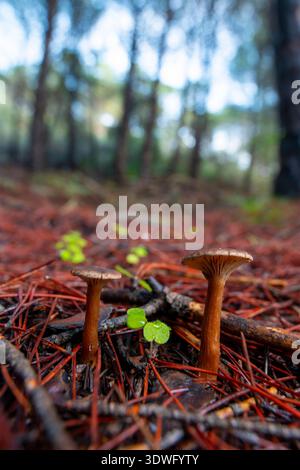 Close-up of two mushrooms sprouting from the forest floor, surrounded by pine needles and small green leaves, capturing the intricate details of the f Stock Photo