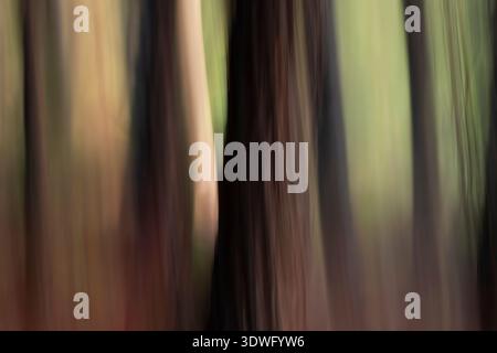An abstract image capturing the motion blur of tree trunks in a forest, creating a dreamy visual effect. The soft colors and vertical lines enhance th Stock Photo