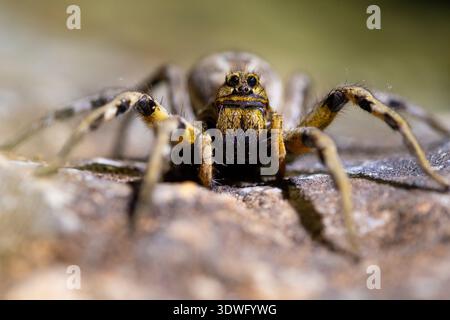 A detailed close-up of a wolf spider from the Lycosidae family on a rocky surface. The arthropod's hairy legs and distinctive markings are prominently Stock Photo