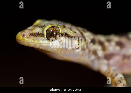 Close-up macro image of a Mediterranean house gecko, Hemidactylus turcicus, highlighting the intricate details and textures of its skin and eye agains Stock Photo