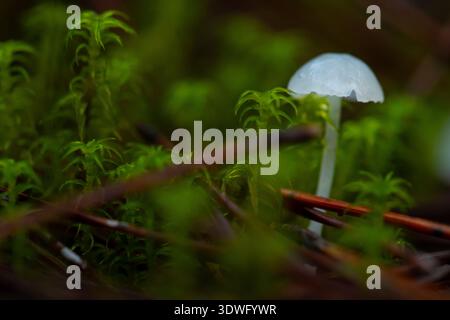 A delicate white mushroom stands amidst vibrant green foliage on the forest floor. Surrounded by soft moss and pine needles, it captures the essence o Stock Photo